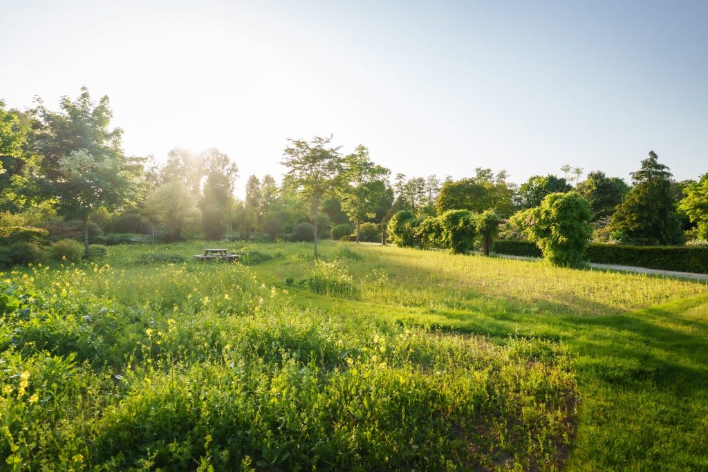 Groen veld met wilde bloemen, gras en bomen op begraafplaats Westerweg. Op de achtergrond staat een picknicktafel.