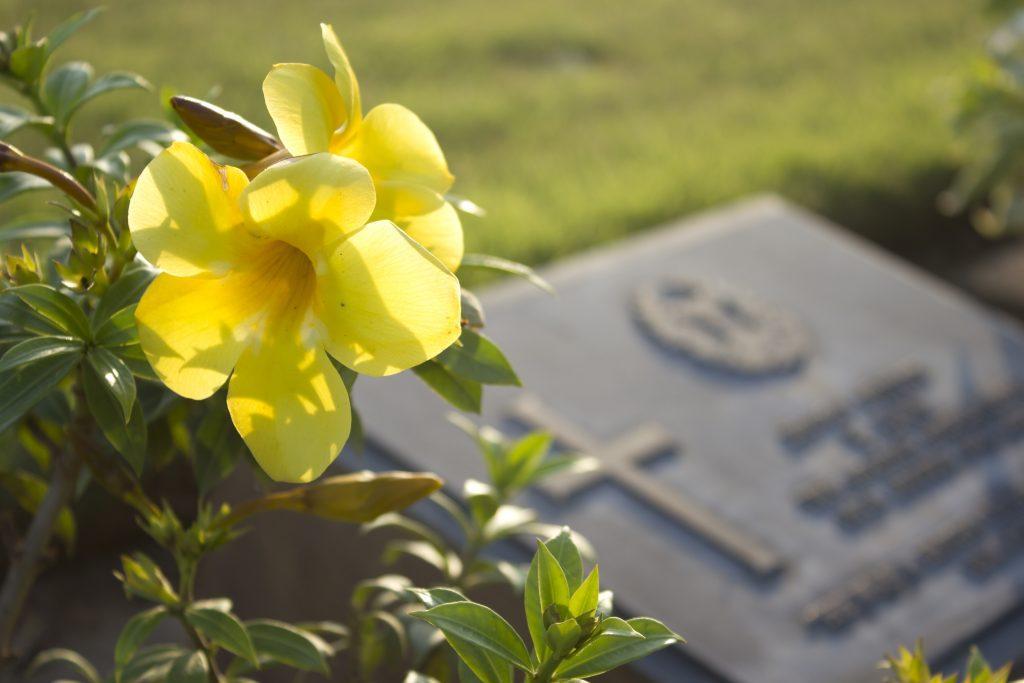 gele bloem op de voorgrond, daarachter een deel van een liggende grafsteen