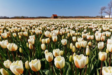 Tulpenveld