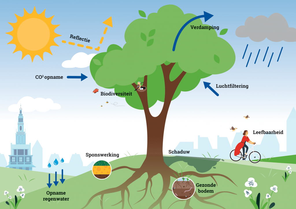 De verschillende functies van een boom, zoals schaduw, gezonde bodem, CO2-opname en biodiversiteit.