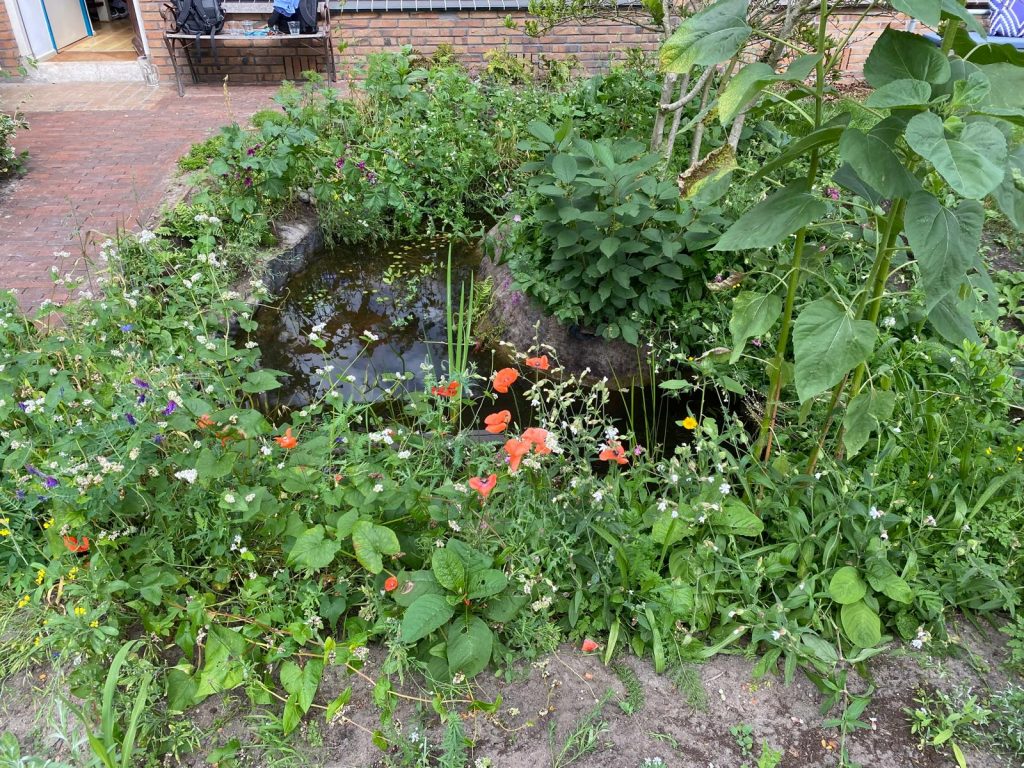 Een regenwatervijver met veel planten eromheen in een voortuin.