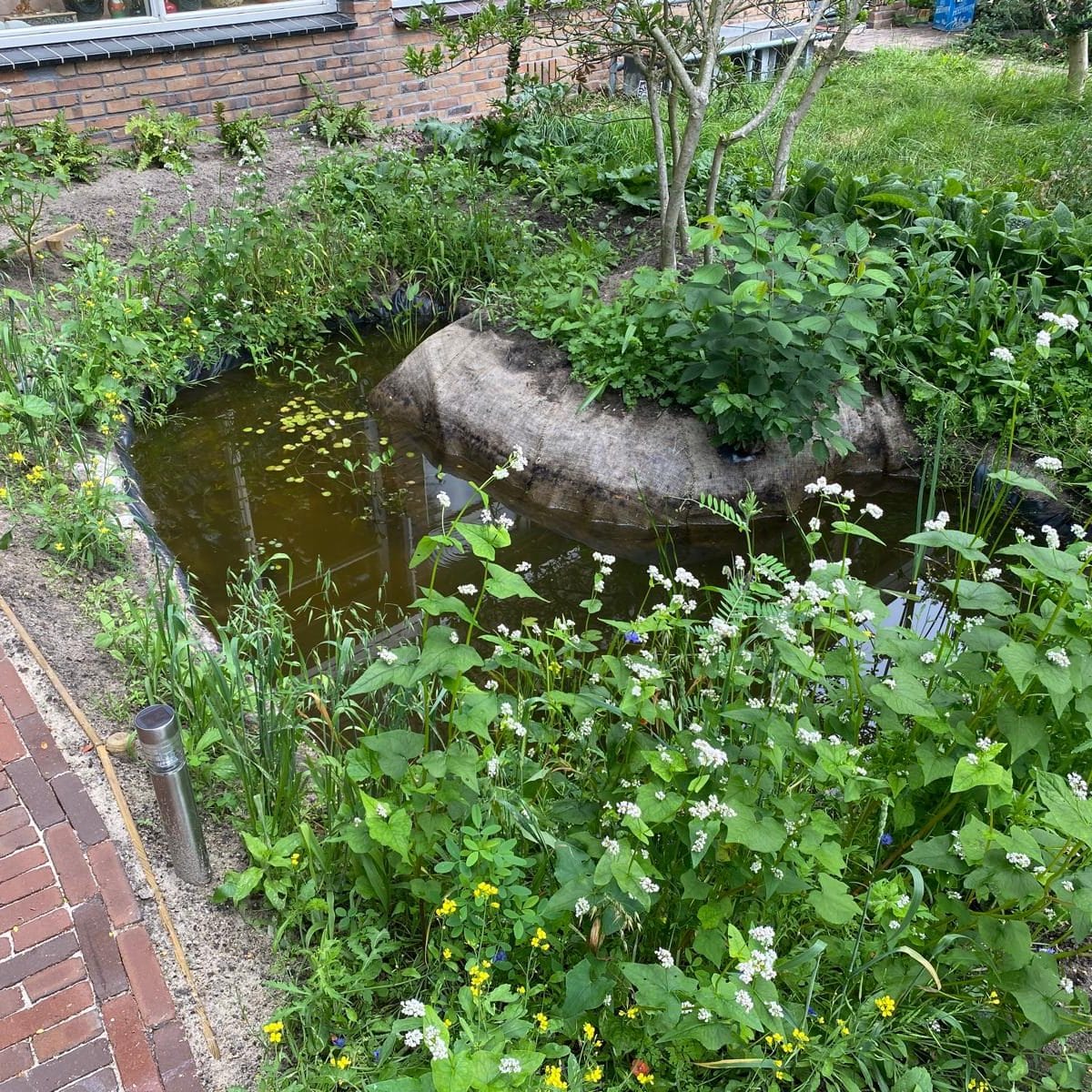 Vijver met planten eromheen. In de vijver wordt regenwater opgevangen.