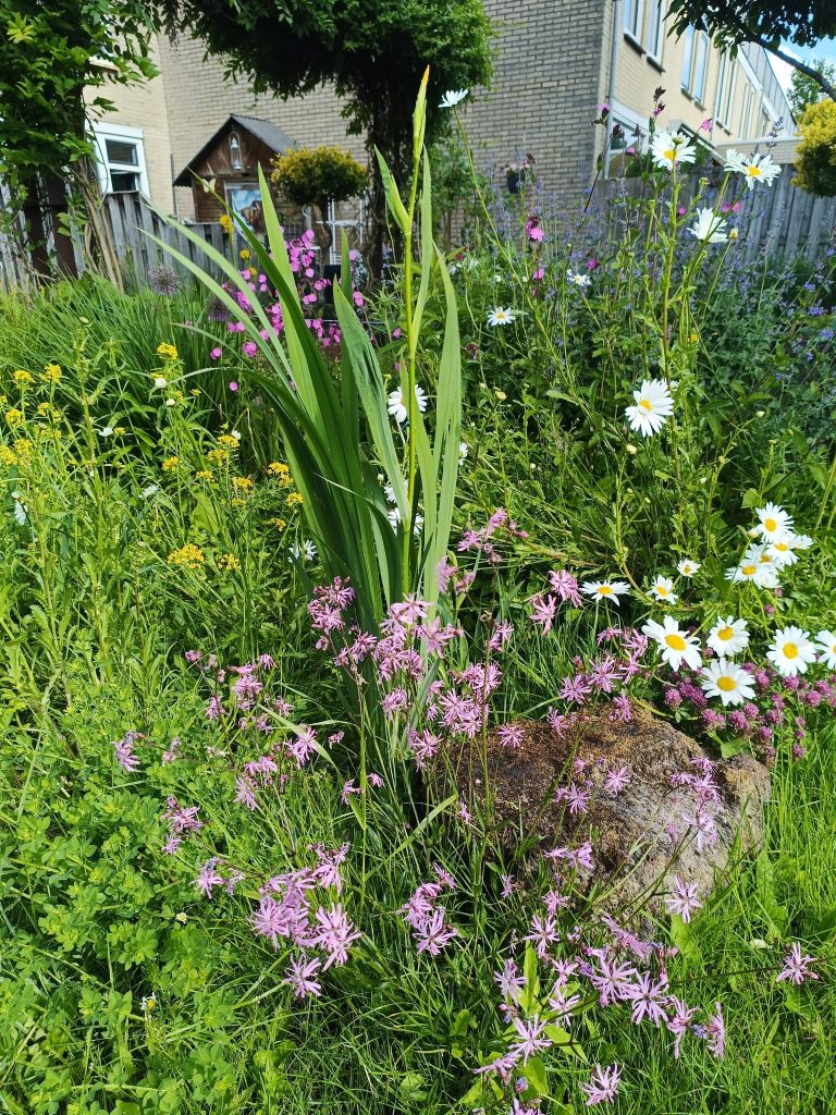 Wadi met veel bloemen erin