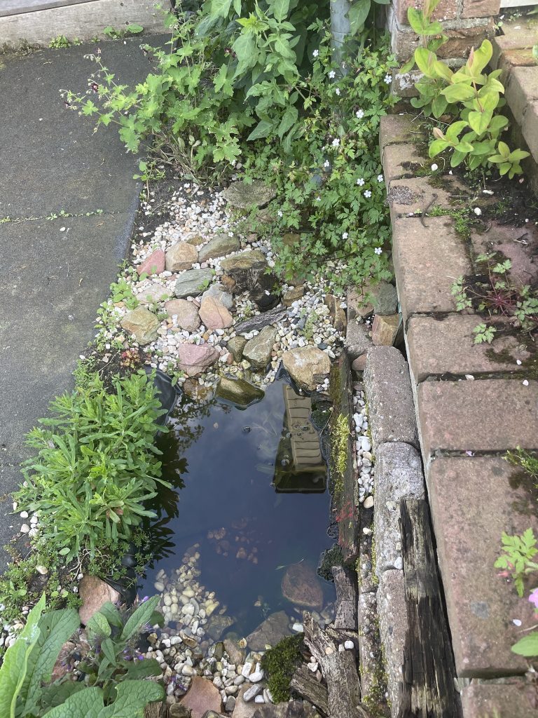Een kleine regenwatervijver.