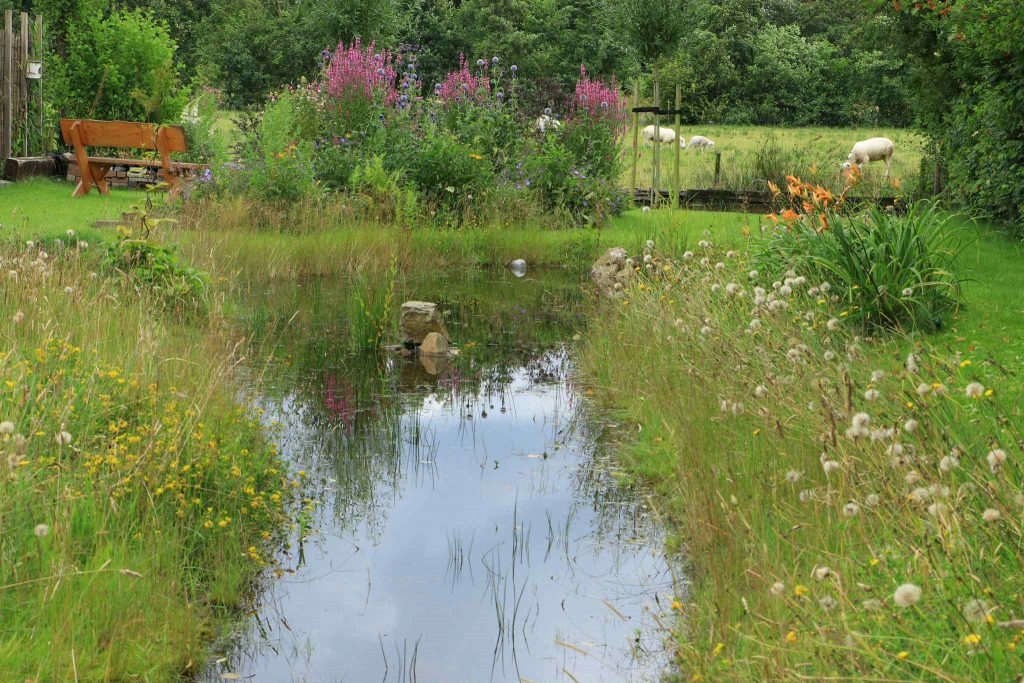 Grote wadi gevuld met water en veel planten en bloem er omheen.