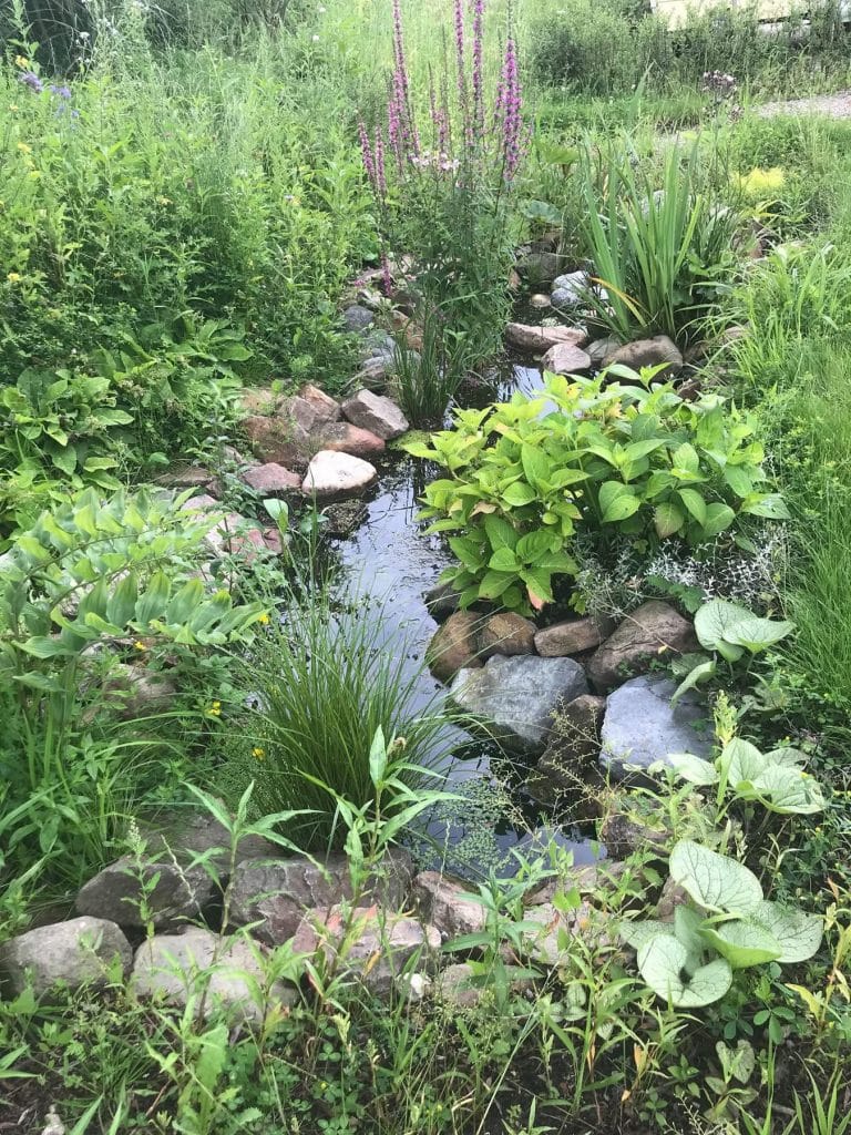 Wadi met water erin, keien en planten er omheen. 